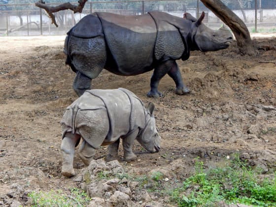 Sanjay Gandhi Biological Park (Patna Zoo), Patna